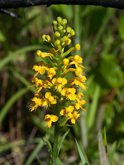 Platanthera cristata (Crested fringed orchid)