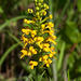 Platanthera cristata (Crested fringed orchid)