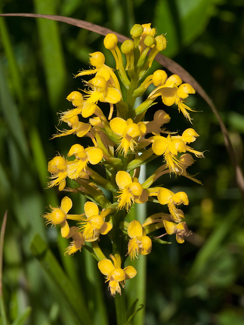 Platanthera cristata (Crested fringed orchid)