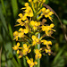 Platanthera cristata (Crested fringed orchid)