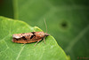 Epinotia brunnichana - Large Birch Bell