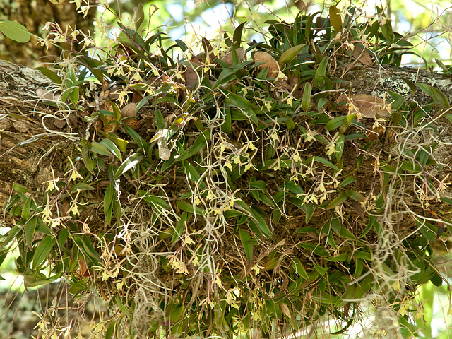 Epidendrum magnoliae (Green-fly orchid) Epidendrum magnoliae (Green-fly orchid)