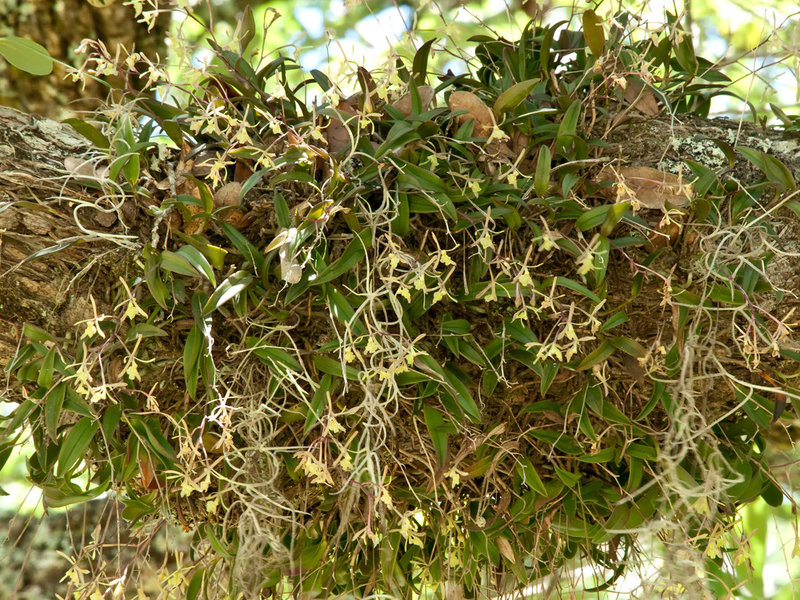 Epidendrum magnoliae (Green-fly orchid)