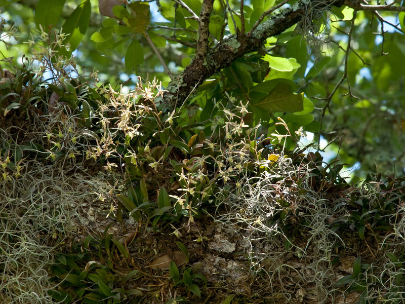Epidendrum magnoliae (Green-fly orchid)