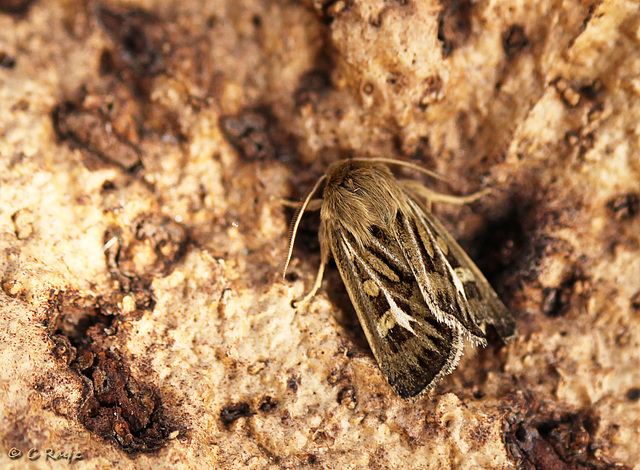 Antler Moth