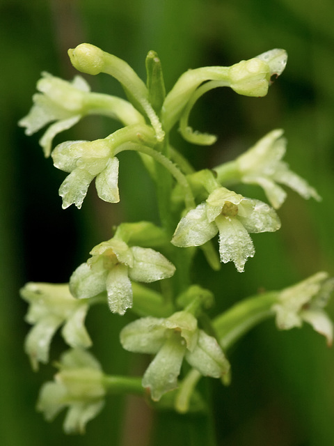 Gymnadeniopsis clavellata (Club-spur orchid)