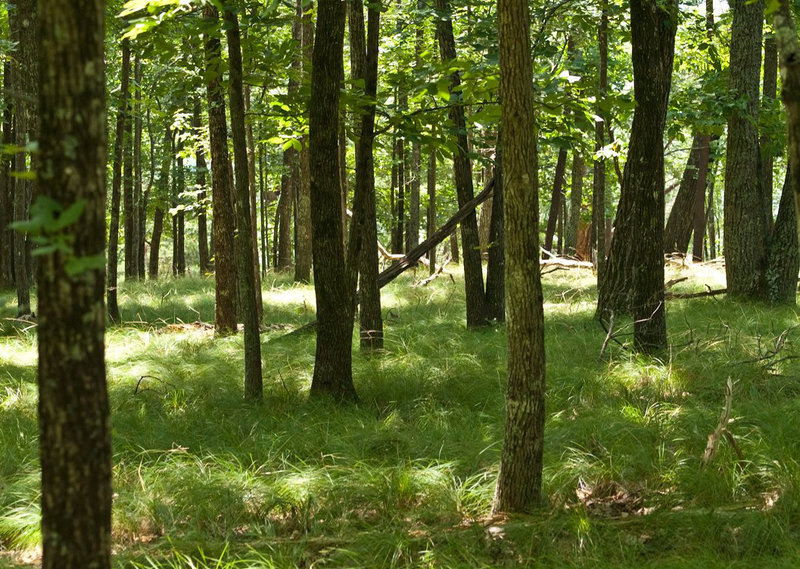 Mountain-top glade where the orchids were blooming