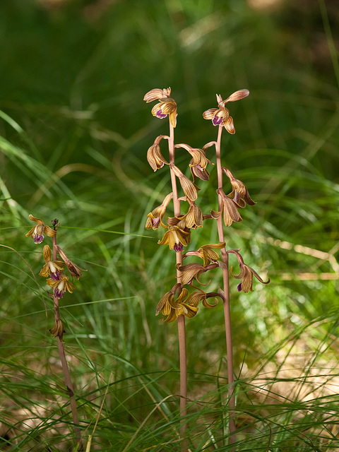 Hexalectris spicata (Crested coralroot orchid)