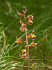 Hexalectris spicata (Crested coralroot orchid)