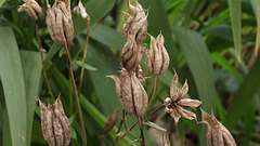 seed pods of the aqualegia