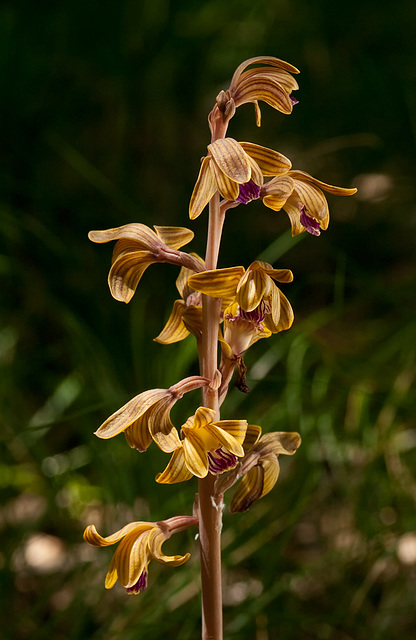 Hexalectris spicata (Crested coralroot orchid)