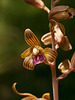 Hexalectris spicata (Crested coralroot orchid)