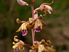 Hexalectris spicata (Crested coralroot orchid)