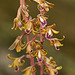 Hexalectris spicata (Crested coralroot orchid)