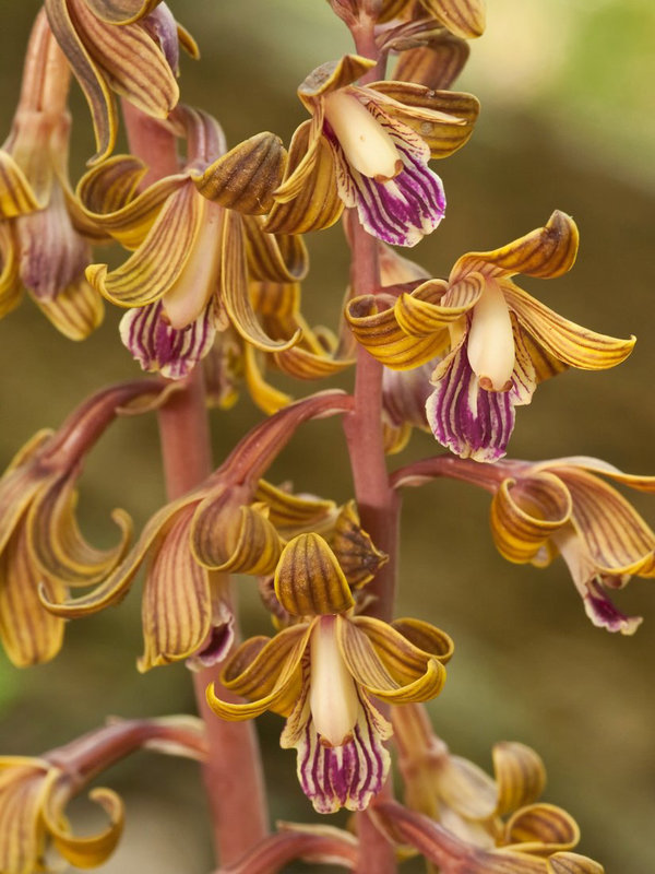 Hexalectris spicata (Crested coralroot orchid)