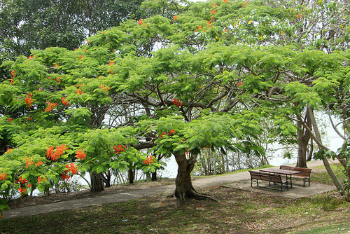 Poinciana