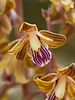 Hexalectris spicata (Crested coralroot orchid)