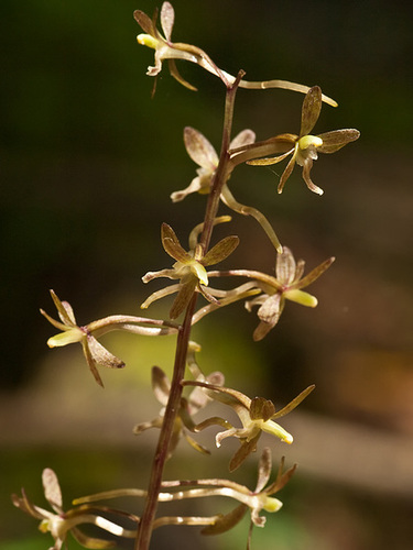 Tipularia discolor (Crane-fly orchid)