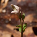 Triphora trianthophora (Three-birds orchid) in bud