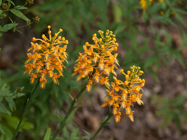 Platanthera ciliaris (Yellow fringed orchid)