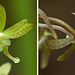 Tipularia discolor (Crane-fly orchid) green form and normal form