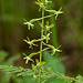 Tipularia discolor (Crane-fly orchid) green form 03