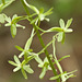 Tipularia discolor (Crane-fly orchid) green form 02