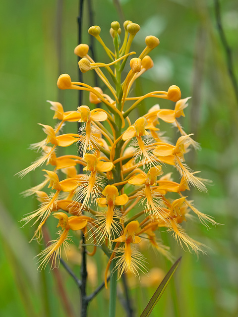 Platanthera ciliaris (Yellow Fringed Orchid)