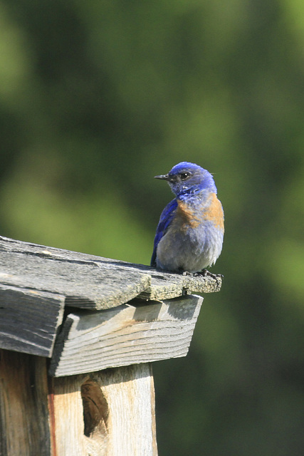 Western Bluebird