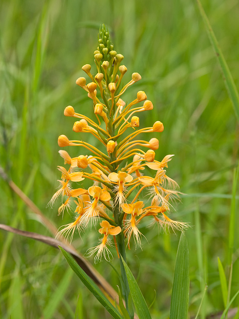 Platanthera ciliaris (Yellow Fringed Orchid)
