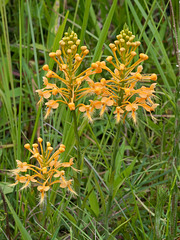 Platanthera ciliaris (Yellow Fringed Orchid)