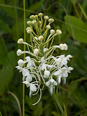 Platanthera conspicua (White Fringed Orchid)