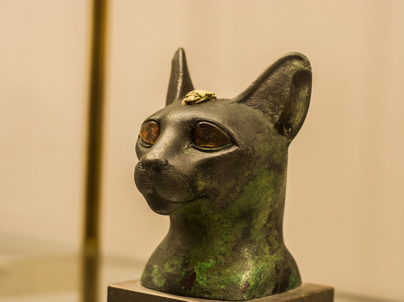 Egyptian cat