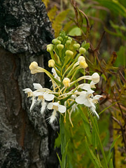Platanthera Xlueri (White Fringed Orchid hybrid with Yellow Fringed Orchid)
