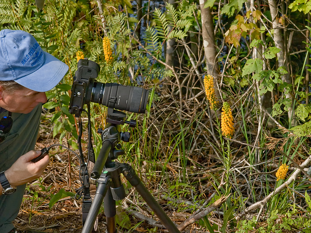 Platanthera unknown? with Skip Pudney for scale