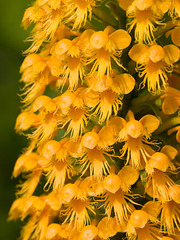 Platanthera unknown?