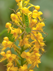 Platanthera cristata (Crested Fringed Orchid) with Green Lynx Spider