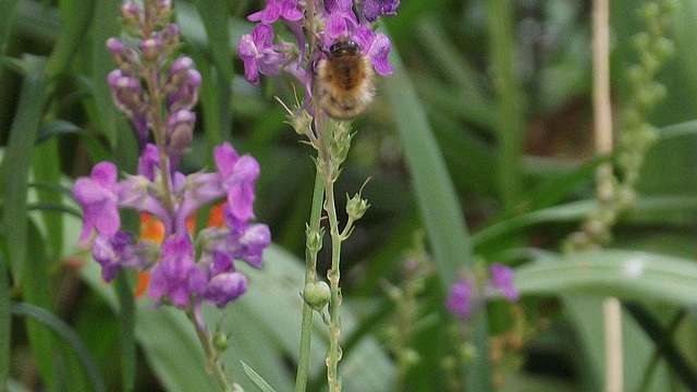 Bee having a good drink