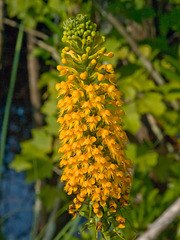 Platanthera unknown?