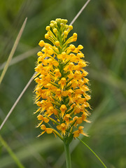 Platanthera cristata (Crested Fringed Orchid)