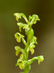 Platanthera flava var. flava (Palegreen orchid, Southern Tuberculed orchid)