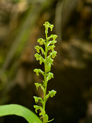 Platanthera flava var. flava (Palegreen orchid, Southern Tuberculed orchid)