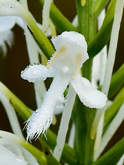 Platanthera conspicua (Southern White Fringed orchid) with beads of dew