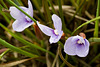 Native Iris or Native Flag