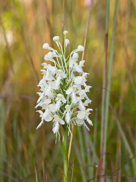 Platanthera conspicua (Southern White Fringed orchid)