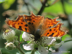 Comma Butterfly