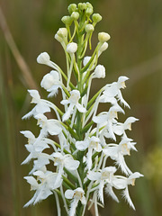 Platanthera conspicua (Southern White Fringed orchid)