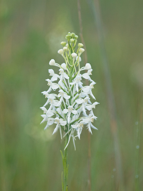Platanthera conspicua (Southern White Fringed orchid) taken with a lens coated with condensation...