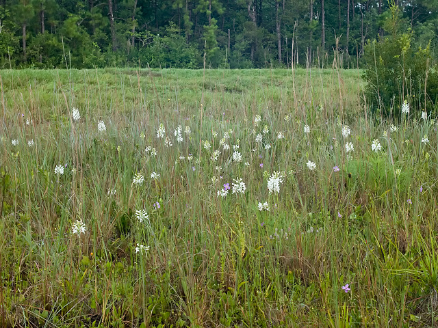 Platanthera conspicua (Southern White Fringed orchid)