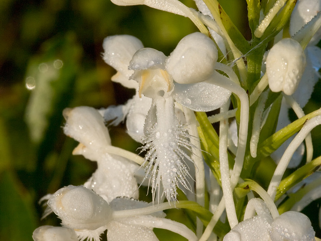 Platanthera conspicua (Southern White Fringed orchid) coated with dew